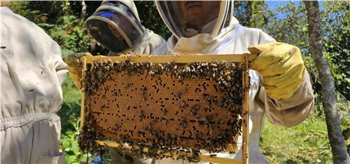 Momento del trabajo apícola de Beeprofit