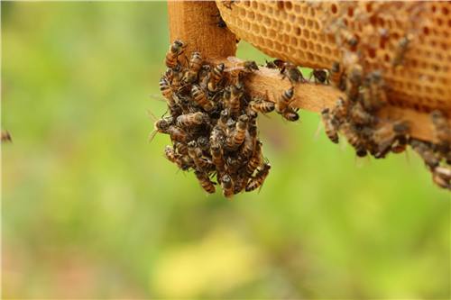 Momento del trabajo apícola de Beeprofit