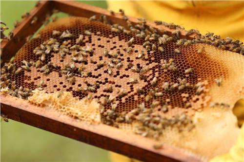 Momento del trabajo apícola de Beeprofit