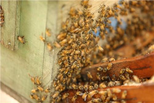 Momento del trabajo apícola de Beeprofit