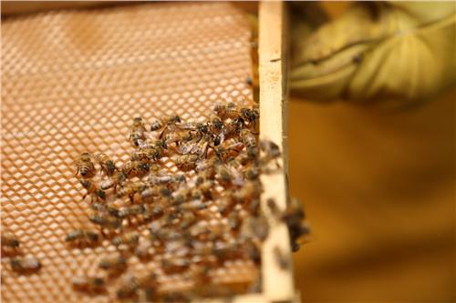 Momento del trabajo apícola de Beeprofit