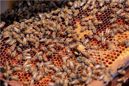 Momento del trabajo apícola de Beeprofit