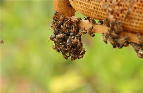 Momento del trabajo apícola de Beeprofit