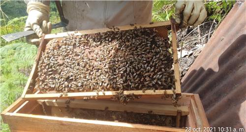 Momento del trabajo apícola de Beeprofit