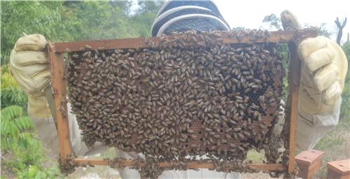 Momento del trabajo apícola de Beeprofit