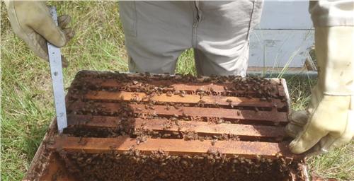 Momento del trabajo apícola de Beeprofit